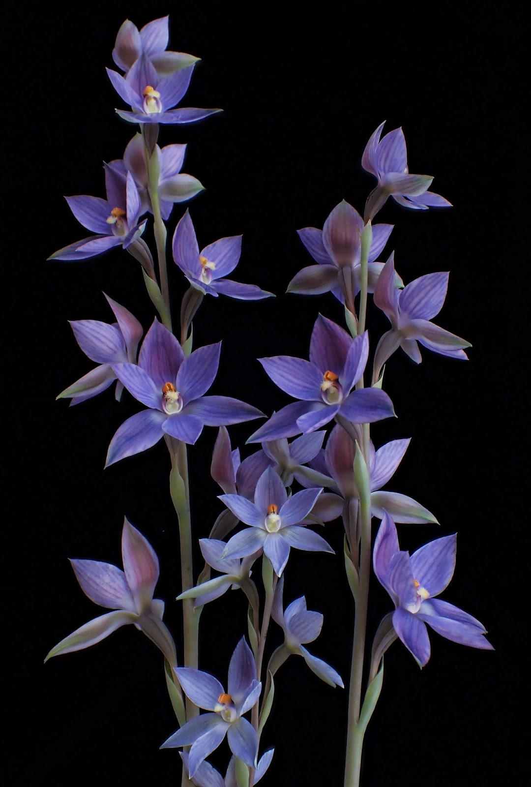 Thelymitra 青花種 ①